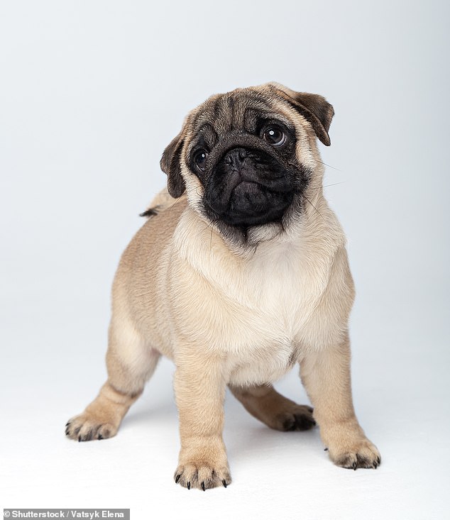 The woman had told her boyfriend that she might get a dog one day, but never a pug