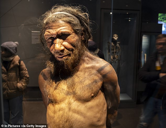 Neanderthals, who had already settled in Europe and Asia when Homo sapiens left Africa, had large noses, a strong double-curved brow ridge and relatively short and stocky bodies