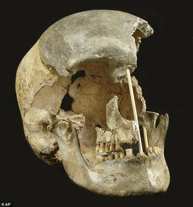 This image from the National Museum in Prague shows the skull of an early Homo sapien named Zlatý k, originally discovered in the Konprusy Caves of the Czech Republic