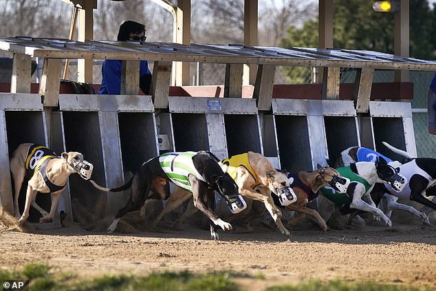 New Zealand government plans to introduce a ban on greyhound racing that will come into effect in 2026