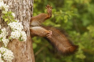 Winner of the Comedy Wildlife Awards category 2024