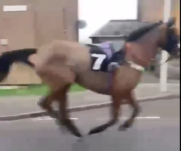 A horse galloped through a Scottish town with its racing number still on the saddle after releasing its rider on Monday