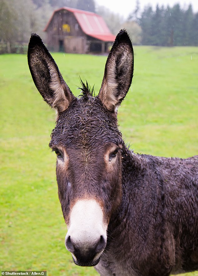 A COUNTY Dublin woman says she was attacked by a lecherous donkey while horse riding