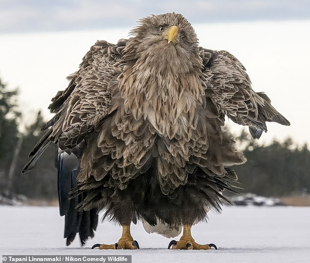 The People's Choice Award went to Tapani Linnanmaki for their photo 'Shake ruffle rattle and roll'