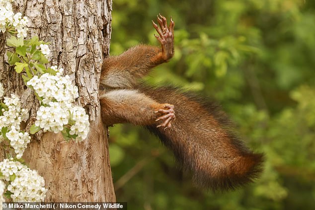 A hilarious photo of a squirrel stuck in a tree has won the top prize at Nikon's Comedy Wildlife Awards 2024