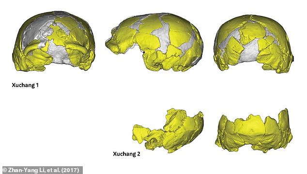 Scientists have also found the skull of an ancient human in China – homo julurensis – who is believed to have had the largest brain of any known hominin, based on the abnormal size of its skull (above as a digital representation). This clever old person can also support Dr. Huang's theory