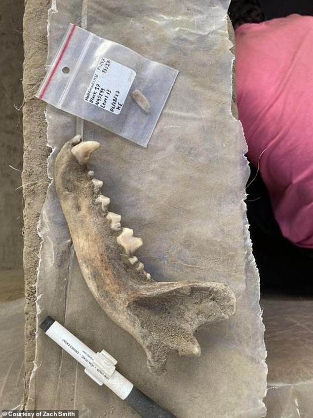 Researchers unearthed this 8,100-year-old dog jawbone (above) in interior Alaska in June 2023. The bone is some of the earliest evidence that the ancestors of today's dogs formed close relationships with humans in the Americas about 2,000 years earlier than previously thought.