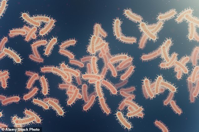 Scientists have called for a pause on the creation of 'mirror bacteria' as they could evade the immune defenses of all life on Earth and lead to potentially fatal infections (stock image)