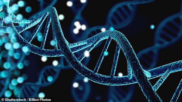 38 leading scientists have issued an urgent warning about 'mirror life'. This is a form of artificial life in which all biological molecules such as DNA are mirrored. In the case of DNA, this means the double helix would spin in the other direction (stock image)