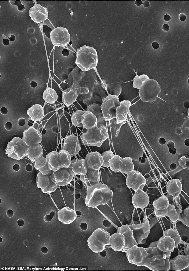 Methanogens are extremophiles: bacteria that thrive in extreme environmental conditions, such as very high temperatures, ultra-salty water, or even high levels of radiation