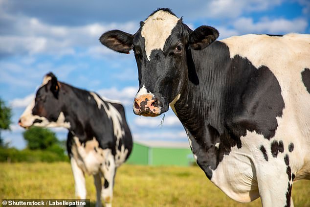 Livestock produce huge amounts of methane – a greenhouse gas that is 23 times more powerful than carbon dioxide at trapping heat in the atmosphere