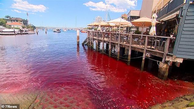 Bright red water was seen entering parts of the harbor front of Milson Park in Kirribilli on Monday afternoon