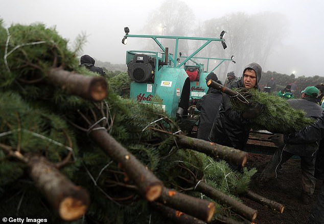 According to the U.S. Department of Agriculture, half of the trees cut in 2022 were grown in two states: Oregon and North Carolina (Oregon tree farm pictured)