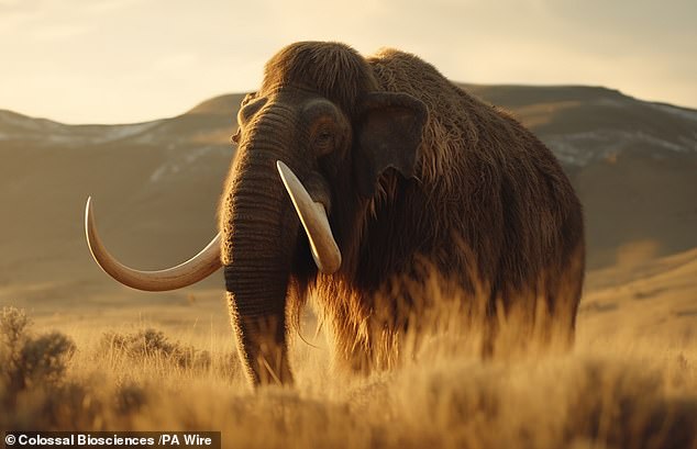 Yana lived to be over 50,000 years old and apparently suffered a fatal injury to her back during the Ice Age. Pictured is an artist's impression of a woolly mammoth