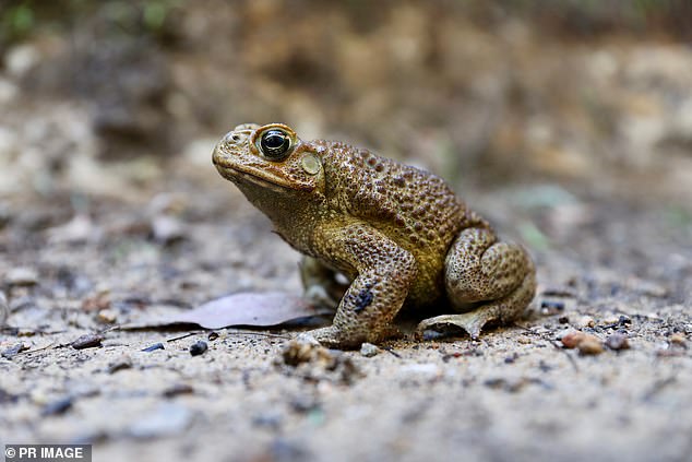 However, in a column for the Sydney Morning Herald, the Invasive Species Council's chief policy analyst, Dr Carol Booth, condemned the message about eating cane toads.