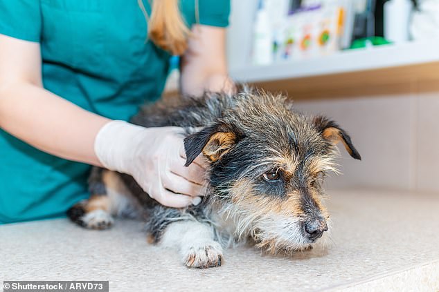 For many puppy owners, the thought of your dog getting old is enough to bring tears to their eyes. But a new study suggests some breeds age much faster than others (stock image)