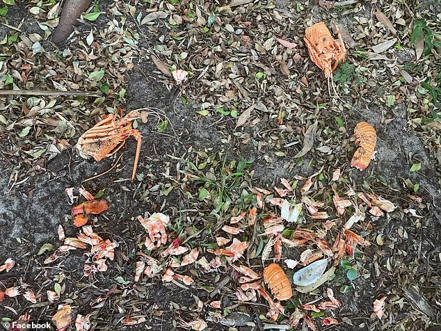 Photos taken by the homeowner show that he left behind several lobster carcasses, dozens of shrimp tails and an oyster shell after Christmas (photo)