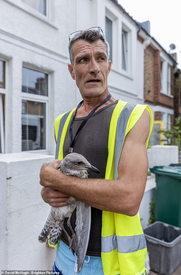 Justin King, founder of the South Coast and East Sussex Bird/Gull Advice and Resource Forum in Brighton, said Elizabeth was the latest in a long line of seagull heroes to be harassed