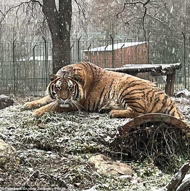 The zoo posted a photo of one of its tigers, Ares, the weekend before the fatal incident on Monday morning