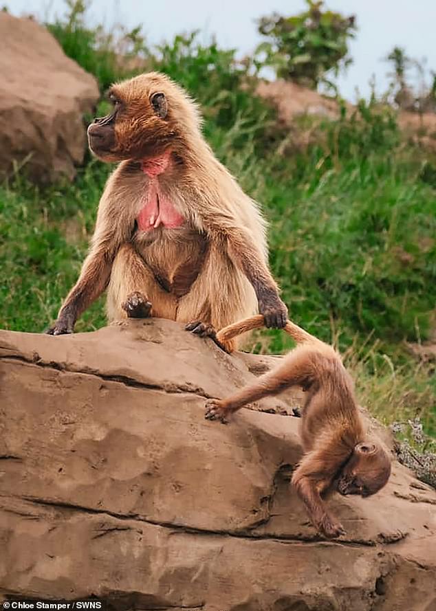 Zookeepers from around the world have shared their funniest and cutest animal photos of 2024. Pictured: A Gelada Monkey Grabbing Her Baby By The Tail by Chloe Stamper