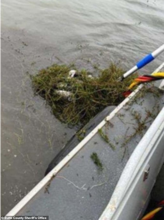 The weeds in the area searched range from about three feet to about three feet