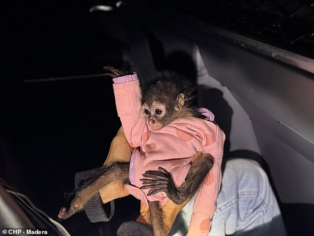 Police found an adorable one-month-old spider monkey in the reckless driver's pocket