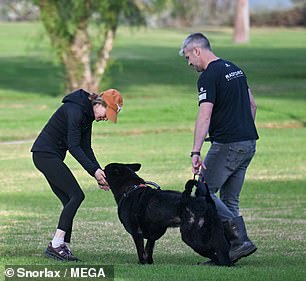 The elderly German Shepherd had a harness around his hind hips to help him walk