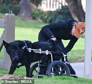 The pair later worked together to help the pup into a wheeled cart