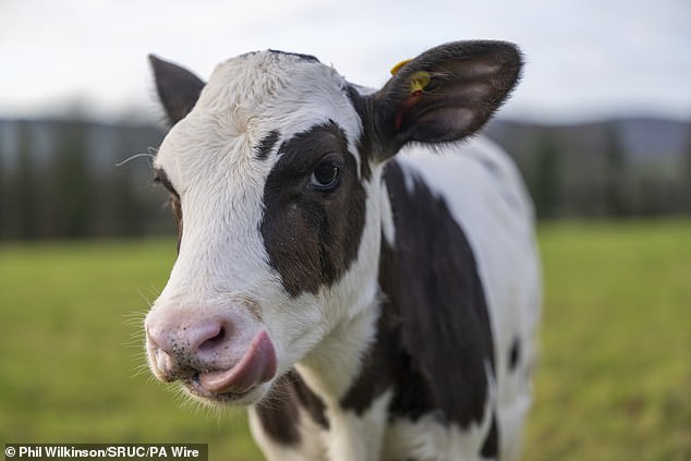 Hilda was born using IVF to produce a much greener type of cattle that emits less methane