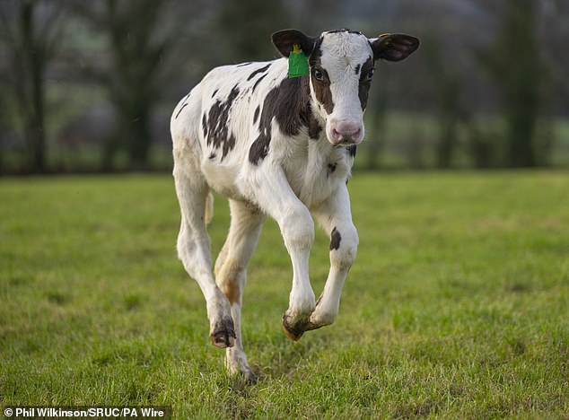 Hilda is part of the Dumfries-based Langhill herd, which has been studied for more than half a century