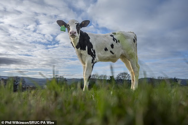 To create Hilda, eggs were taken from Hilda's mother and fertilized with sperm from specially selected bulls