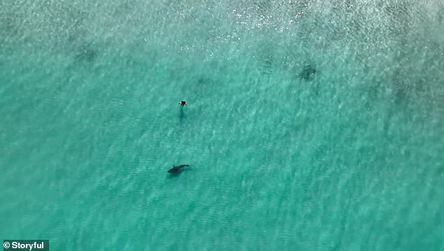 The shark also came within about four meters of an unsuspecting swimmer in Perth's north