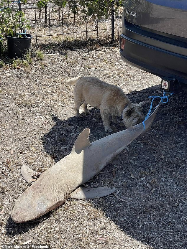 Ms Hatchett said the shark (pictured) was too heavy to lift so she had to tie the creature's tail to the tow bar of her car and drive it to another location for burial.