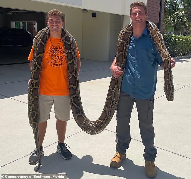 In July 2023, a group of python hunters captured the longest python ever recorded in the waters of Big Cypress National Preserve – measuring a whopping 20 feet in length.