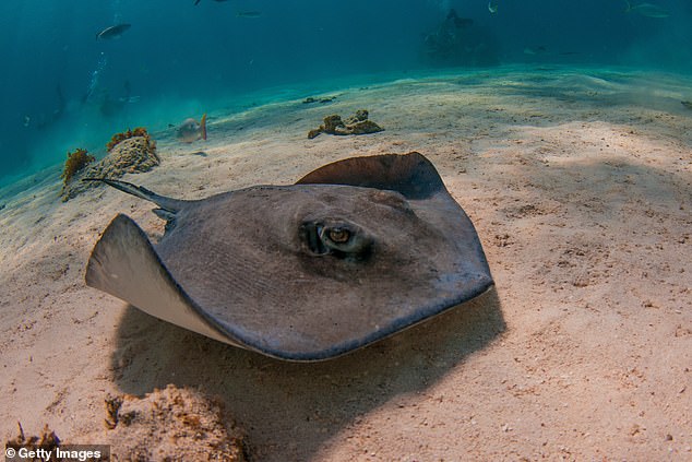 Stingrays are a species of fish known for their long thin tails and flat, wide bodies (pictured)