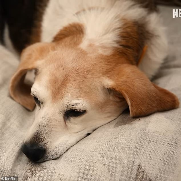 In a scene from the trailer for With Love, Meghan, the pooch is seen lying peacefully on the floor while in bed