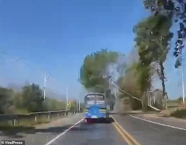 Dashcam footage from a moving car captured at the moment the tree collapsed