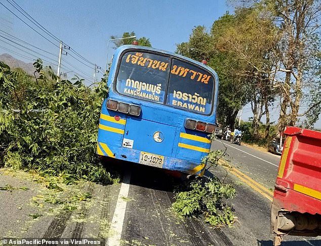 According to local reports, the tree had been cut down by an illegal logging operation using a chainsaw