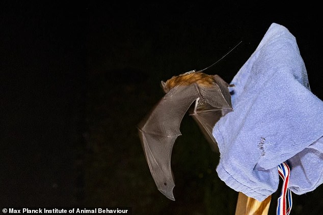 The ultra-light intelligent sensors weigh just five percent of the bat's total body mass and can send data back to the scientists via a new long-distance network