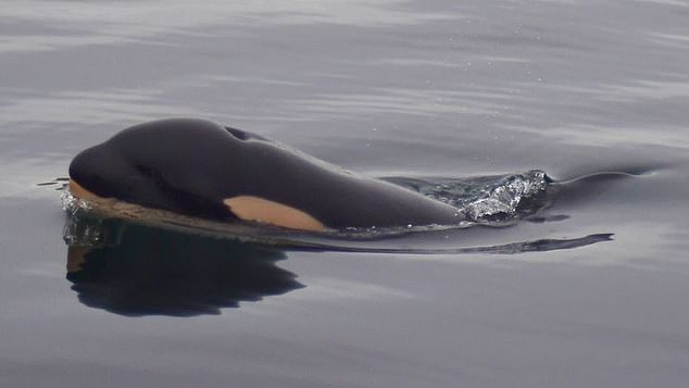 Researchers note that the deadly killer whale J61 gave birth unusually soon after her last birth and may not have had time to physically recover. Pictured: J-pod calf, J61, swimming in the Puget Sound