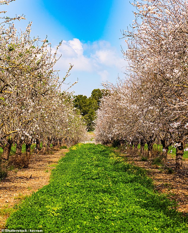 Mediterranean almond trees planted at their Wisley site in Surrey several years ago have fruited well for the first time due to a lack of frost (file image)