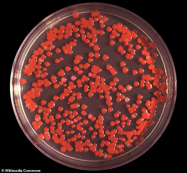 In September 1950, the US Navy spotted huge amounts of bacteria in the air for a week two miles off the coast of San Francisco, California. One type was Serratia marcescens