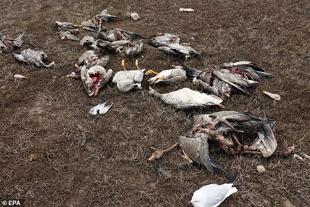 In Pennsylvania, conservationists believe the number of geese dying from bird flu could be in the thousands