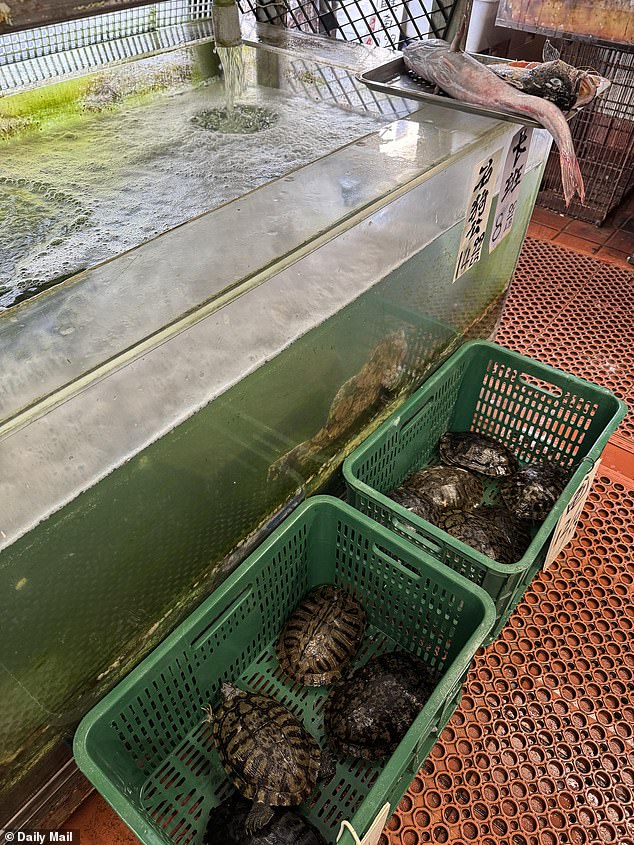 One of the tanks at one of the markets where frogs were swimming in murky water. For the larger aquarium, the turtles were placed in small green tanks where they huddled together