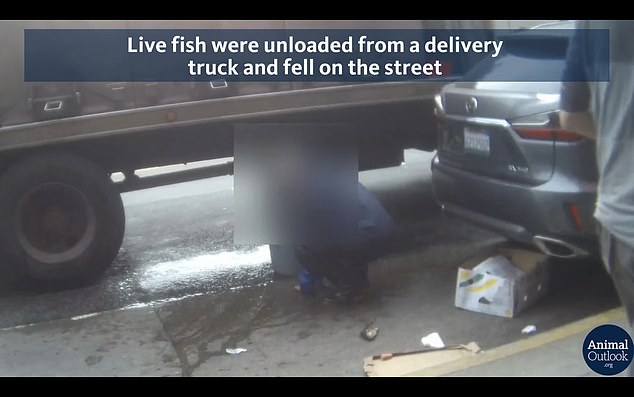 Another video from the nonprofit showed live fish delivered by truck falling to the ground – citing possible unsanitary conditions