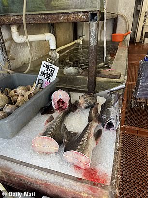 There were more cut up fish at the front of the ice, but beneath the ice there seemed to be entrails and other unknown substances