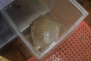 They continued: 'There was visible blood in the plastic container containing softshell turtles, both on the bottom of the container and on the shell of one turtle.'