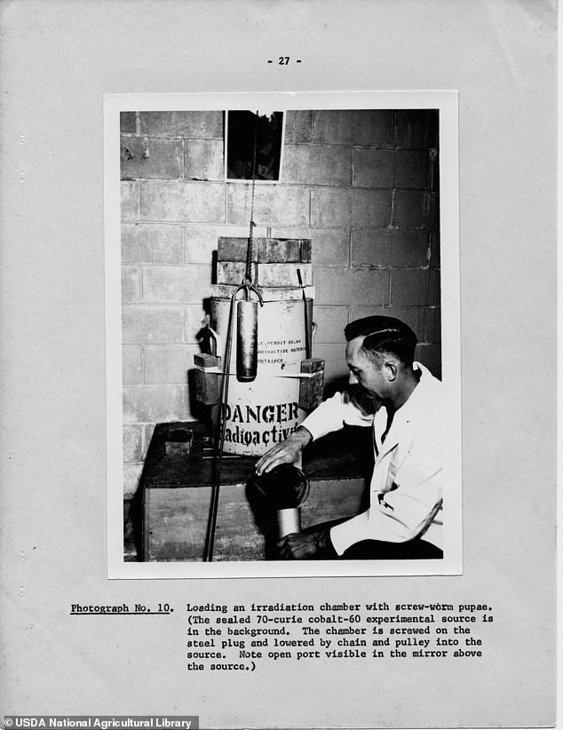 In the 1930s, the United States Department of Agriculture hired a team of scientists, including entomologist Edward F. Knipling, to study the fly. Knipling had the idea to develop contraception for male flies by releasing sterilized flies into the wild. It worked