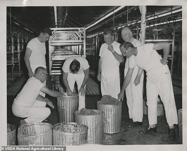 For more than two decades, he and Raymond Bushland worked to castrate flies by growing millions in a laboratory using reheated ground beef. With the help of gamma radiation they were able to make the flies infertile. By 1966, the last flies in the US were exterminated