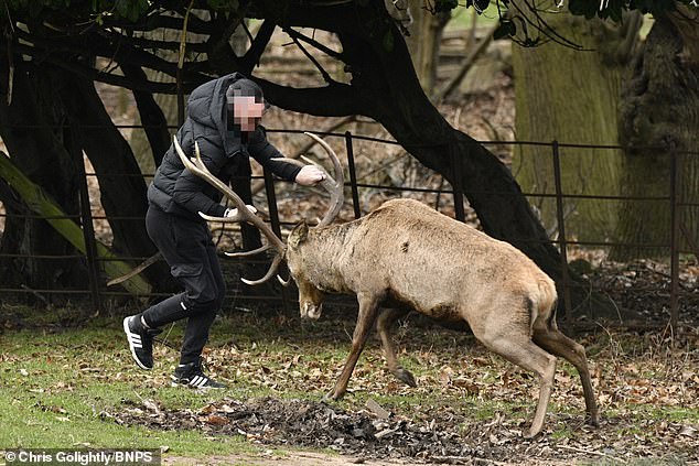 One of the men tried to grab the deer's antlers and jump on them